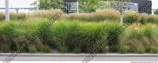 grass tall